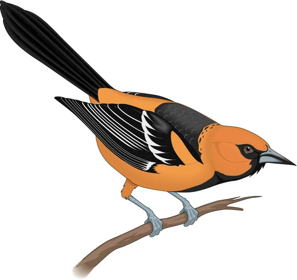 Lichtenstein Oriole Vector Illustration — стоковий вектор