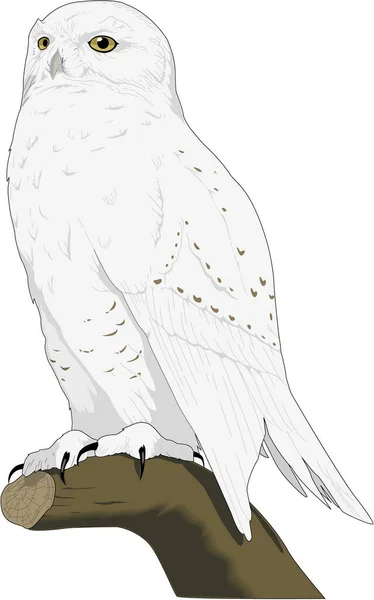 Snowy Owl Vector Illustration — Stockový vektor