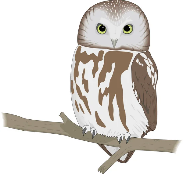 Viw Whet Owl Vector Illustration — Stockový vektor