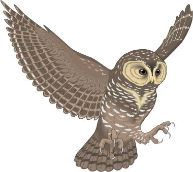Spotted Owl Vector Illustration clipart
