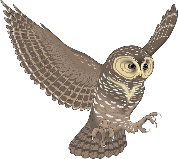 Spotted Owl Vector Illustration — Stockový vektor