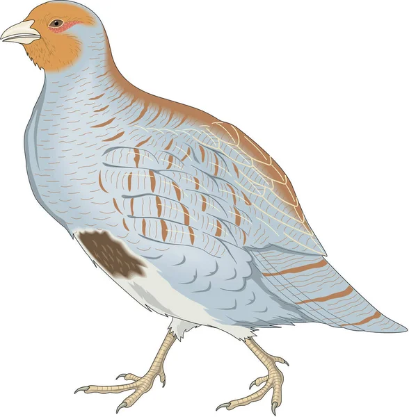 Gray Partridge Vector Illustration — стоковий вектор