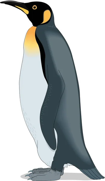 Kung Pingvin Vektor Illustration — Stock vektor