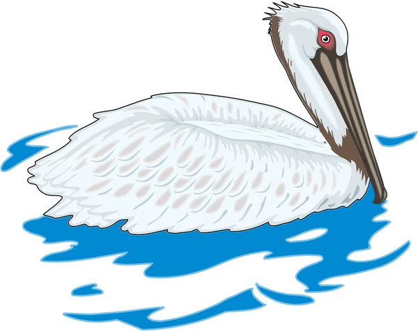 Bruine Pelican Vector Illustratie — Stockvector