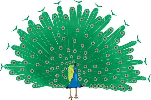 Peacock Zobrazení Ocasní Peří Vektorové Ilustrace — Stockový vektor