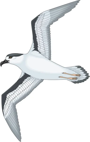 Black Capped Petrel Vector Illustration — Stockvektor