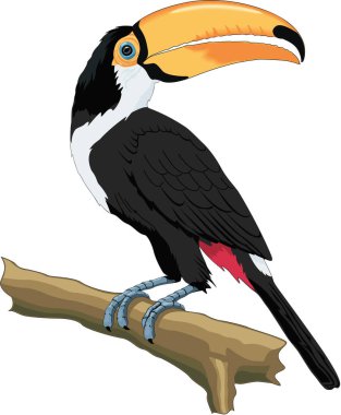Toco Toucan Vektör İllüstrasyonu