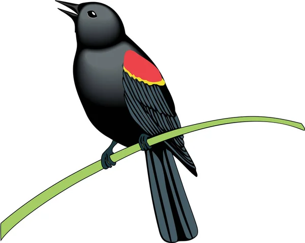 Czerwony Skrzydlaty Blackbird Wektor Ilustracji — Wektor stockowy