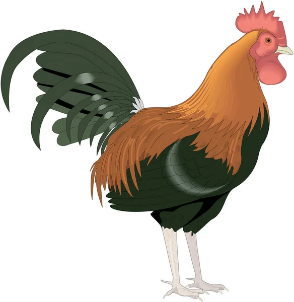 Rooster Standing Vector Ilustración — Vector de stock