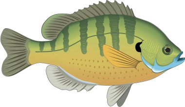 Bluegill Yüzme Vektörü İllüstrasyonu