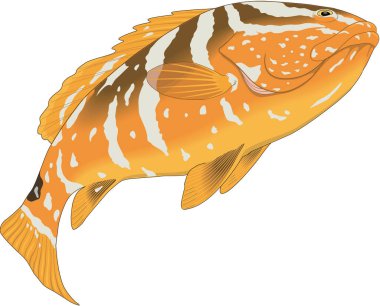 Nassau Grouper Vektör İllüstrasyonu