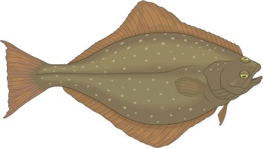 Halibut Yüzme Vektörü İllüstrasyonu