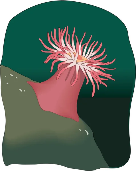 Ilustracja Wektora Amoniaku Morskiego — Wektor stockowy