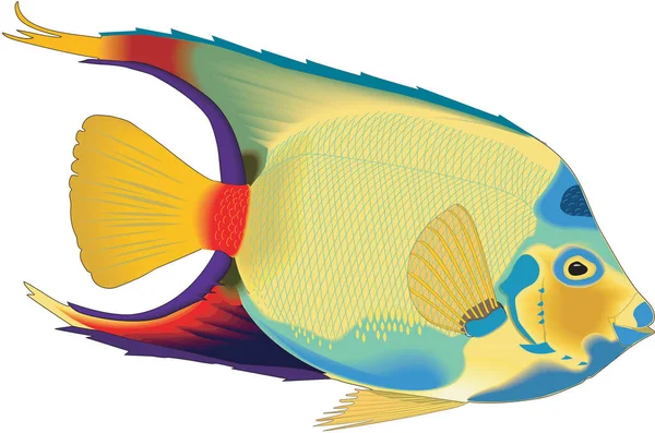 Queen Angelfish Vector Illustration — Stockový vektor