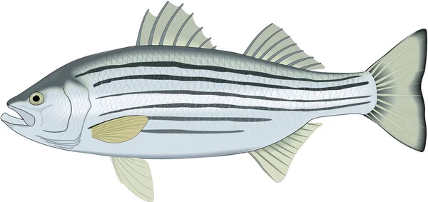 Striped Bass Vector Illustration — Stock Vector