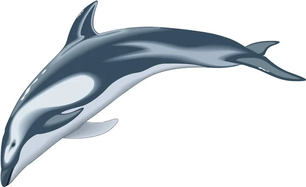 Pacific White Sided Dolphin Vector Illustration — Stock Vector
