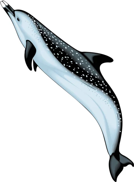 Spotted Dolphin Vector Illustration — Stock Vector