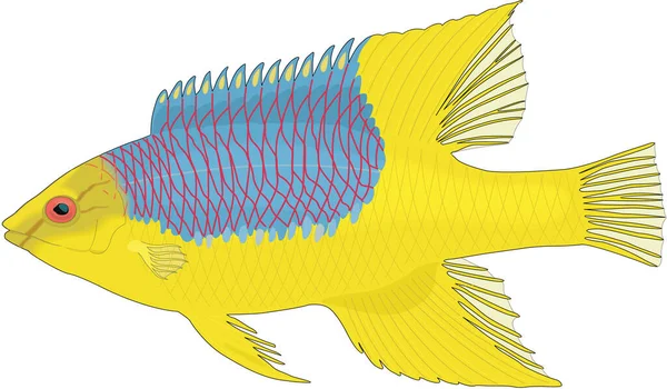 Spanish Hogfish Vector Illustration — Stock Vector