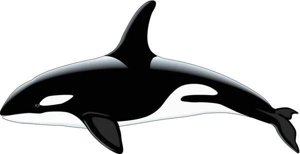 Killer Whale Vector Illustration — Stock Vector