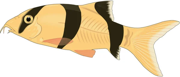 Clown Loach Vector Illustratie — Stockvector