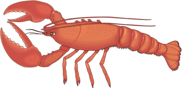 Maine Lobster Vector Illustration — Stockový vektor