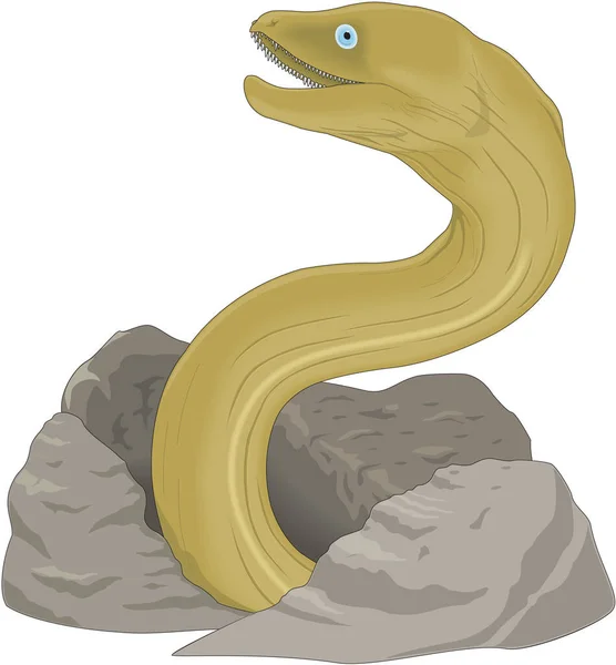 Moray Eel Vector Illustration — Stock Vector