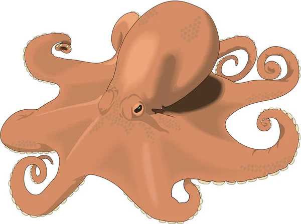 Octopus Resting Vector Illustration — Stock Vector