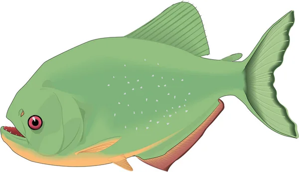 Piranha Swimming Vector Illustration — Stock Vector