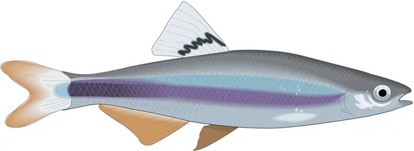 Sailfin Shiner Minnow Vector Ilustração —  Vetores de Stock