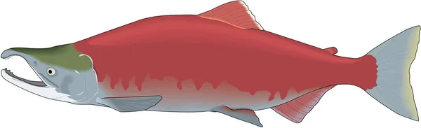 Sockeye Salmon Vector Illustration — Stock Vector