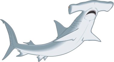 Hammerhead Shark Vector illüstrasyon