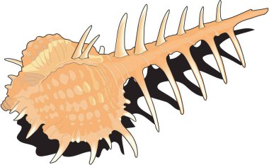 Cabrit 'in Murex Vektör İllüstrasyonu