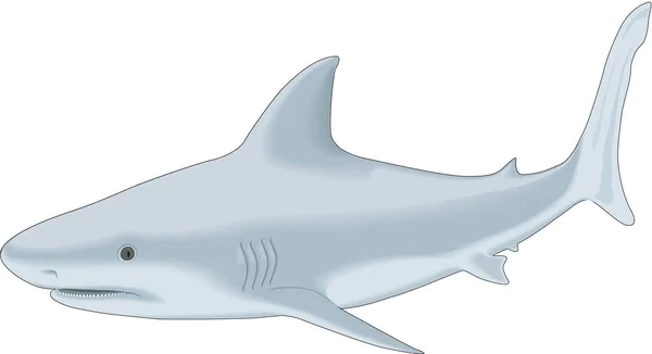 Bull Shark Vector Illustration — Stock Vector