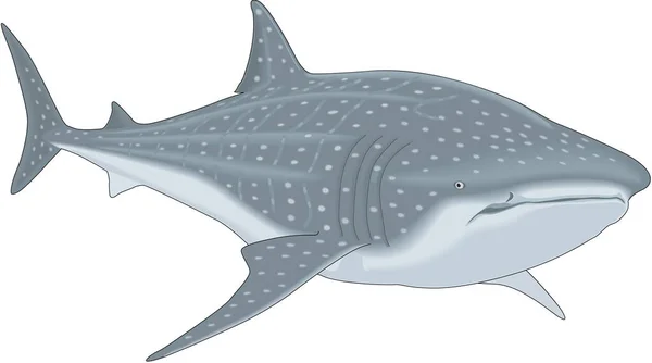 Vektorový Obrázek Velrybího Žraloka — Stockový vektor