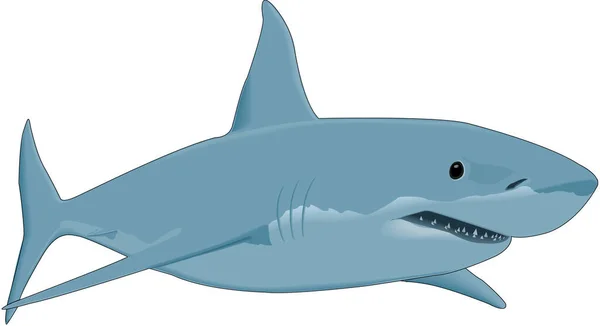 Żarłacz Biały Ilustracja Wektorowa — Wektor stockowy