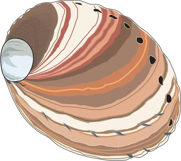 Ilustração Vetor Vermelho Abalone —  Vetores de Stock