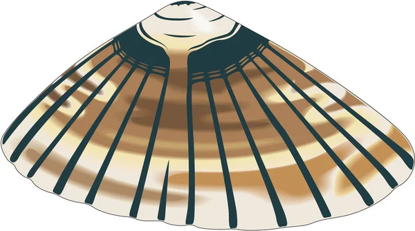 Illustrazione Del Vettore Marine Limpet — Vettoriale Stock