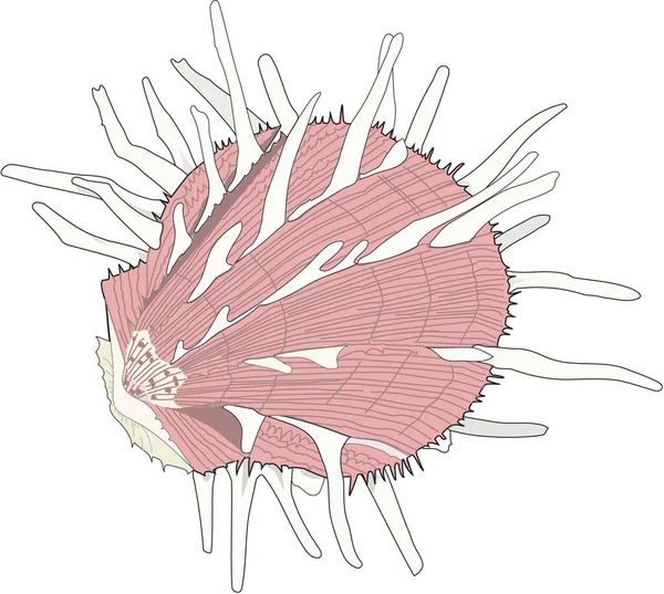 Regal Thorny Stiridye Vektörü Llüstrasyonu — Stok Vektör