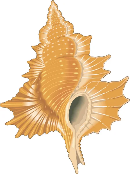 Triton Shellfish Vector Illustration — стоковий вектор