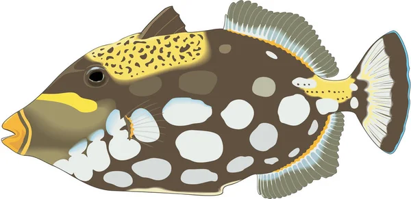 Clown Triggerfish Swimming Vector Illustration — Stock Vector