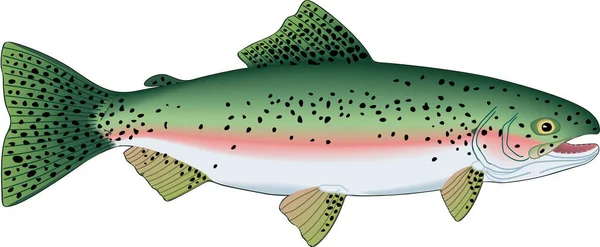 Rainbow Trout Swimming Vector Illustration — Stock Vector