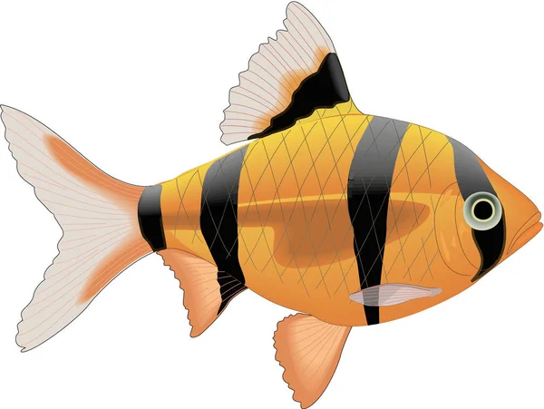 Tiger Barb Swimming Vector Illustration — Stock Vector