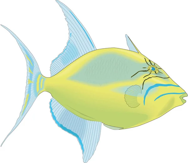 Queen Triggerfish Swimming Vector Illustration — Stock Vector