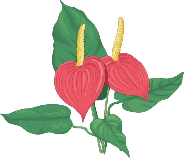 Anthurium Planta Vector Ilustración — Archivo Imágenes Vectoriales