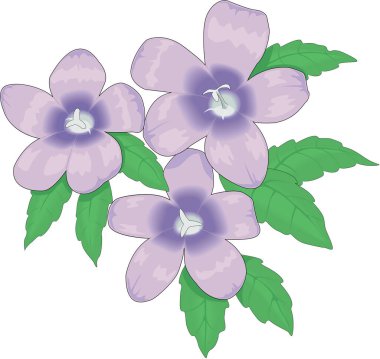 Dalmaçyalı Çan Çiçeği Vektör İllüstrasyonu