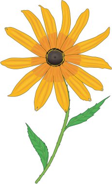 Siyah Gözlü Susan Vektör İllüstrasyonu