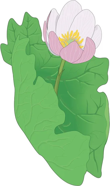 Bloodroot Kwiat Wektor Ilustracji — Wektor stockowy