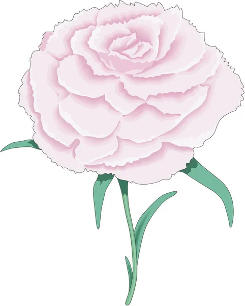 Clavel Rosa Vector Ilustración — Vector de stock