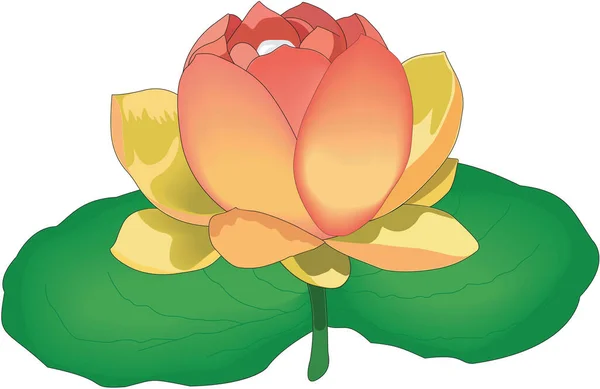 Chinese Lotus Vector Illustration — Stock Vector