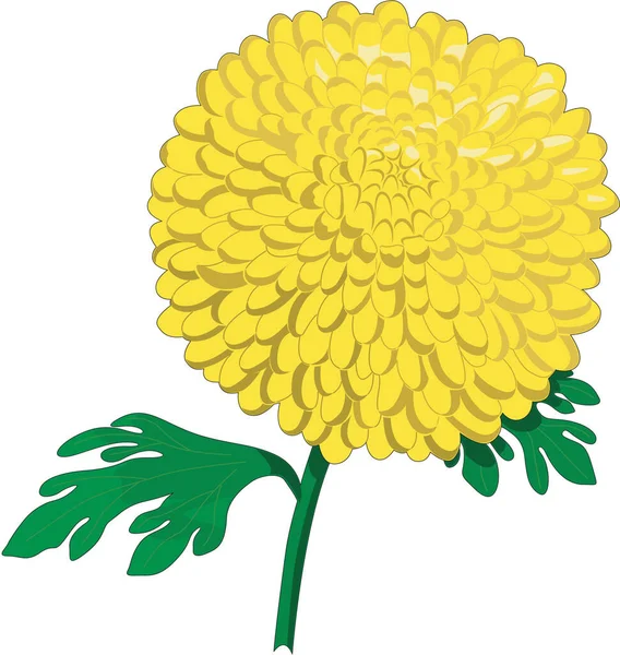 Chrysanthemum Λουλούδι Εικονογράφηση Διάνυσμα — Διανυσματικό Αρχείο